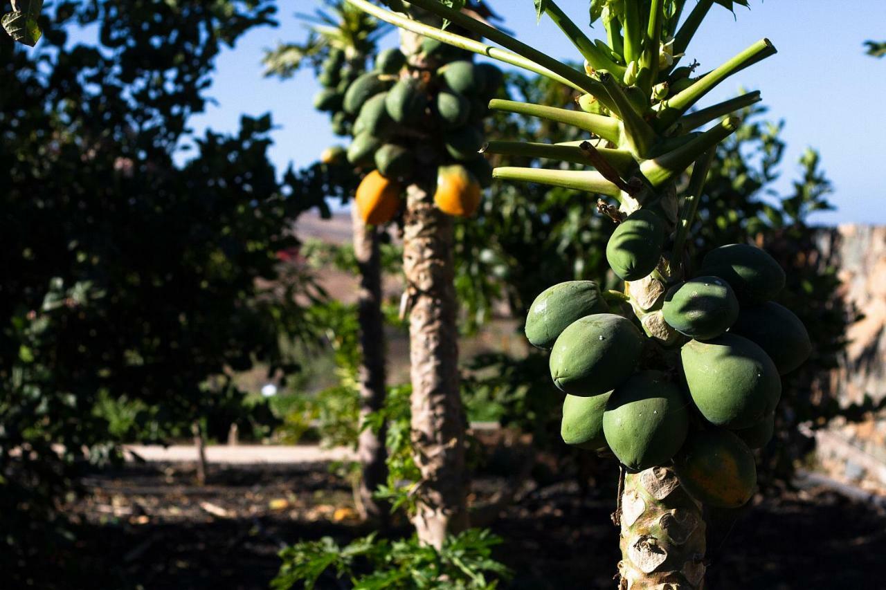 Finca Arbequina Pájara エクステリア 写真