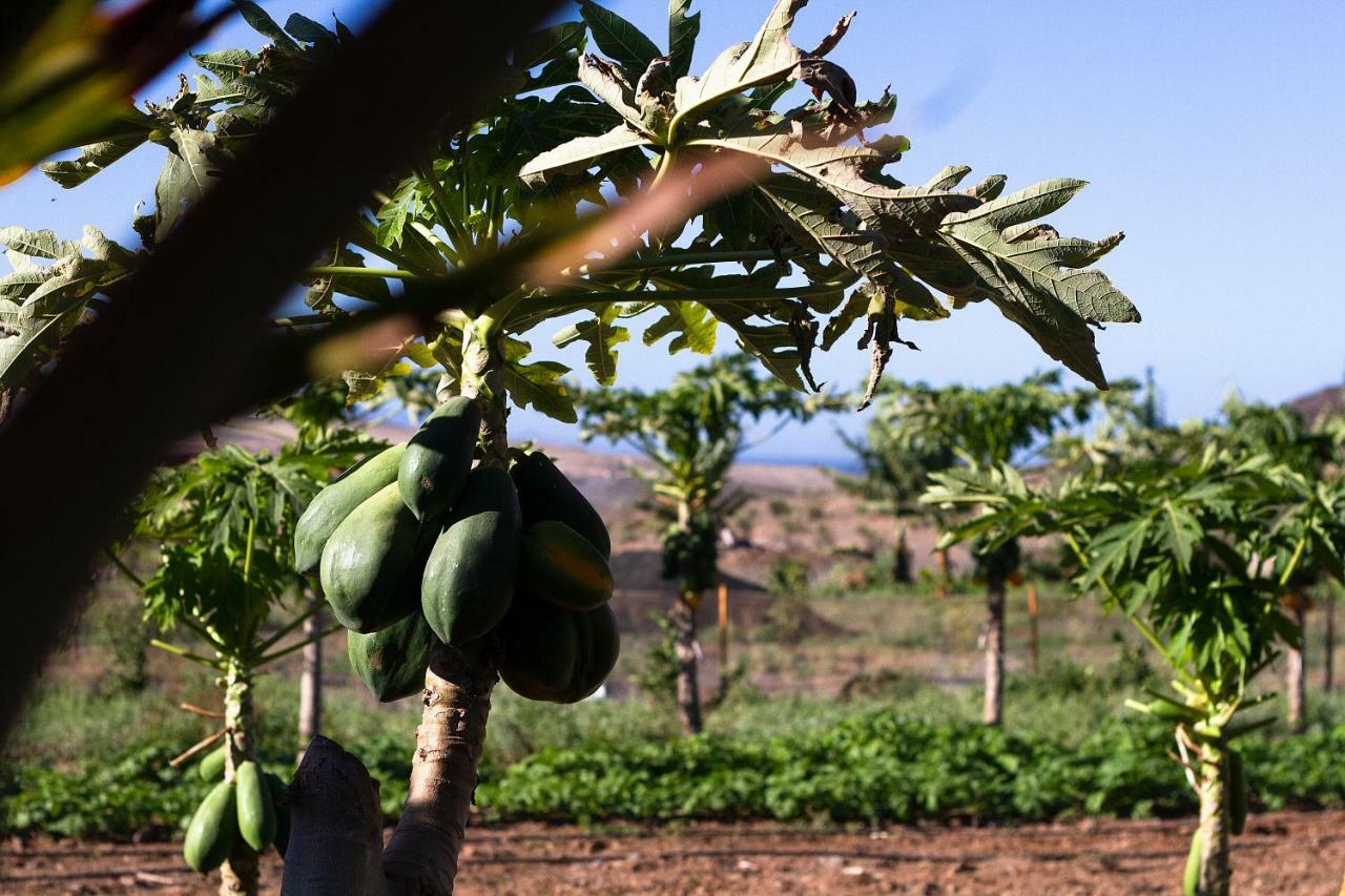 Finca Arbequina Pájara エクステリア 写真