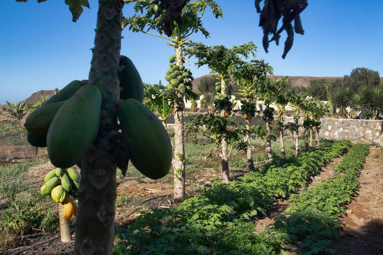 Finca Arbequina Pájara エクステリア 写真
