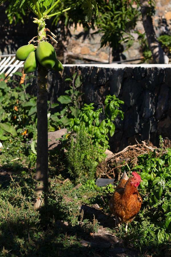 Finca Arbequina Pájara エクステリア 写真